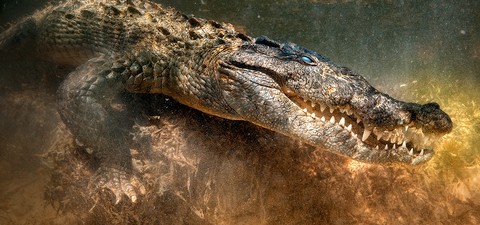 Crocodilo vs. Tubarão: O Confronto