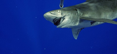 Die tödlichsten Haie der Welt