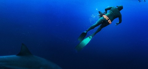 황소 상어의 비밀