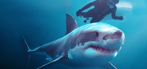 Face aux requins