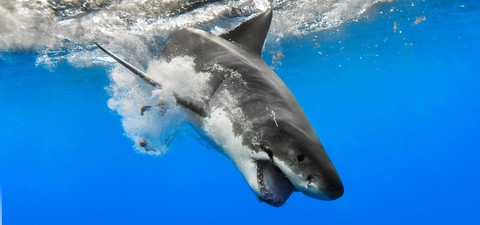 直击鲨鱼攻击