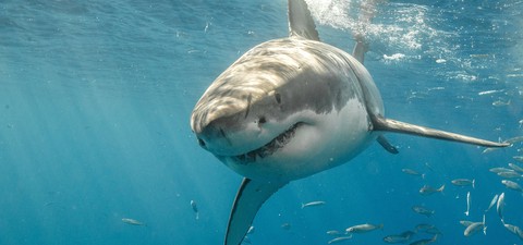 Depredadores del océano: Tiburón vs. Orca