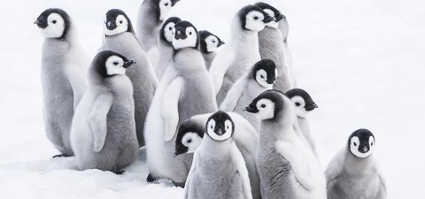 Die Reise der Pinguine 2