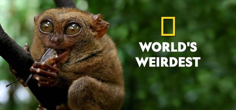 Los animales más raros del mundo