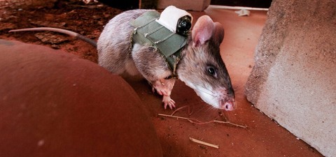Mozambique's Minesweeper Rats