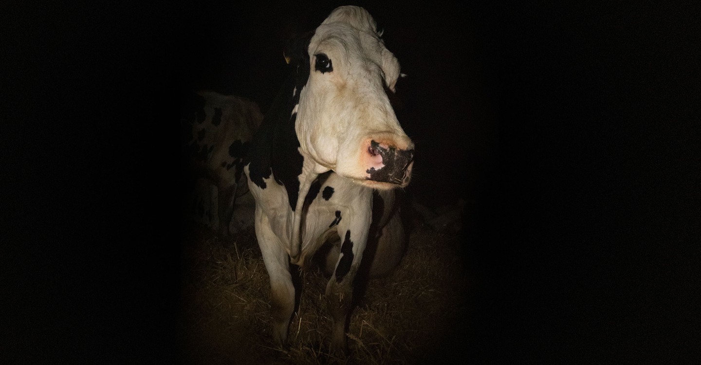 Vaca (Cow)