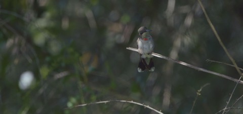 Birders : Les gardiens de la migration