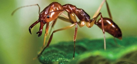 Ants - Nature's Secret Power