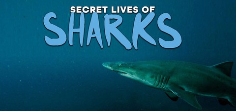 鲨鱼的秘密生活