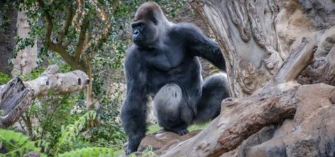 Gorillas: Rumble in the Jungle