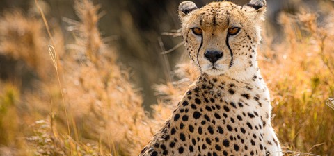 Kissojen sota - Leijona vs. gepardi
