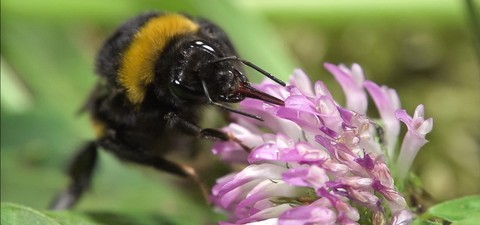 Hummeln - Bienen im Pelz