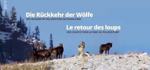 Die Rückkehr der Wölfe: Das Wunder im Yellowstone-Nationalpark