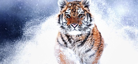 Tigres salvajes de Rusia