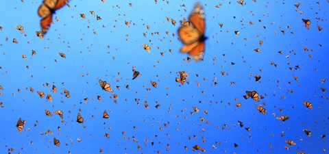 Flight of the Butterflies