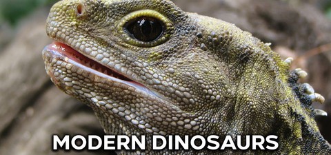Moderní dinosauři