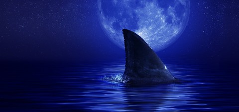 月之鲨途