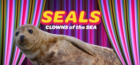 Seals - Clowns of the Sea