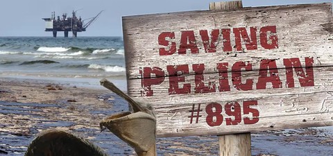 Спасяването на пеликан 895