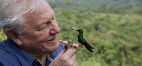La vida a todo color, con David Attenborough
