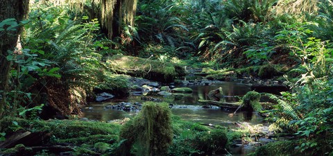 IMAX - Trópusi esőerdő
