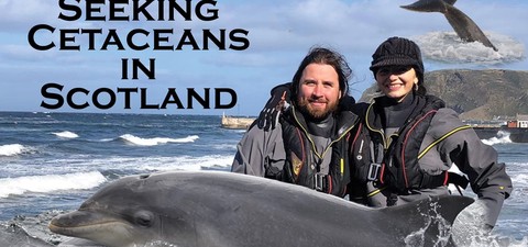 Seeking Cetaceans In Scotland