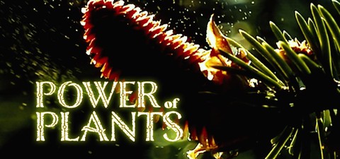 Power Of Plants