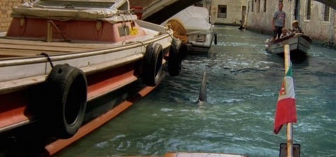 Requin à Venise