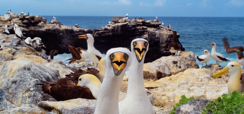 Galápagos - David Attenborough sorozata