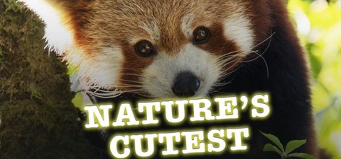 Nature's Cutest