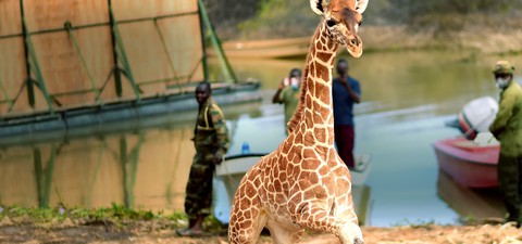 Salvando a las jirafas: El largo viaje a casa