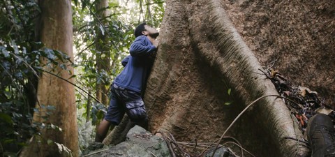 Philippines, sauver la forêt au péril de sa vie