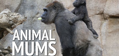 Animal Mums