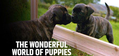 The Wonderful World of Puppies