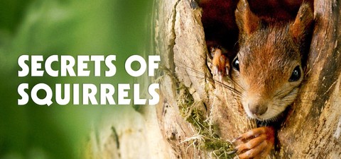 Ecureuils, les acrobates de la forêt