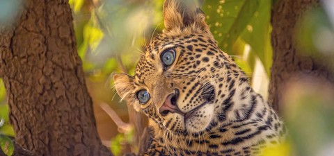 Olimba, Königin der Leoparden