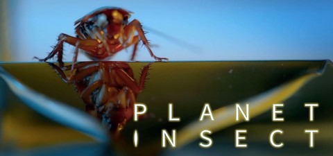 Planet Insect