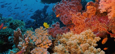 Wunderwelt Korallenriffe