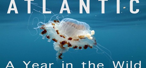 Atlantic: A Year in the Wild