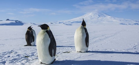 Antarctica - Une année sur la glace