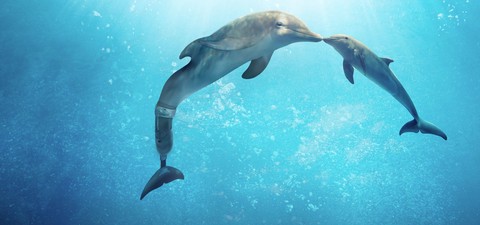 Povestea delfinului 2