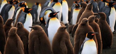 Ein Pinguin kommt selten allein