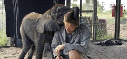 Naledi, l'éléphanteau orphelin