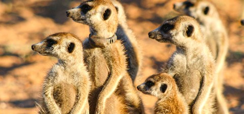 Le clan des suricates - l'aventure commence