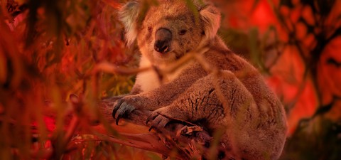Feux de forêt en Australie: Au secours de la faune sauvage