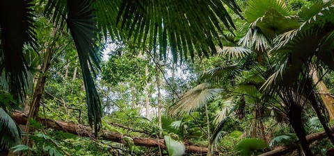 Der Regenwald - Der letzte Schatz der Erde