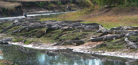 Crocs of Katuma