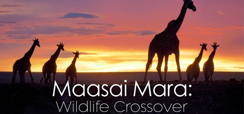 Masai Mara Wildlife Crossover