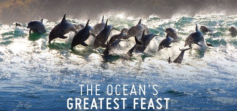 The Ocean’s Greatest Feast