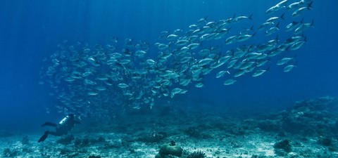 Die Unbequeme Wahrheit über unsere Ozeane
